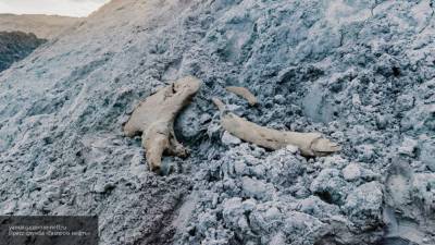 Останки мамонта случайно обнаружили на Ямале