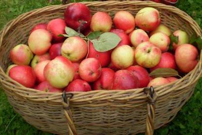 Что делать с огромным урожаем яблок