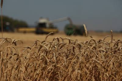 Несколько миллионов тонн зерновых убрано с липецких полей