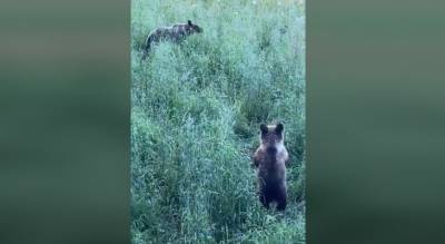 Хищники выходят к людям: ярославский чиновник заснял трех медведей под Ярославлем