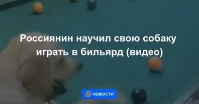 Россиянин научил свою собаку играть в бильярд (видео)