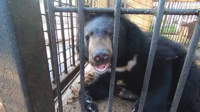 Центр помощи диким животным «Велес» выкупил медведя у цирка.