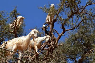 В Марокко заметили на дереве десятки коз и дали этому логичное объяснение (видео)
