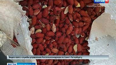 Из Нигерии в Петербург вместе с арахисом привезли насекомых
