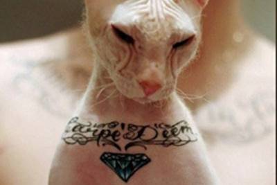 Костромичам могут предложить сделать татуировки своим котикам