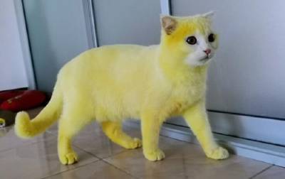 Жительница Таиланда лечила кошку и случайно окрасила ее в желтый цвет
