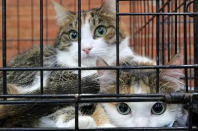 В Ессентуках освободили кошек, два года живших в закрытой квартире после смерти хозяйки