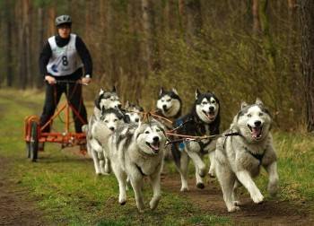 Чемпионат области по бегу с собаками пройдет в конце августа в Верховажском районе