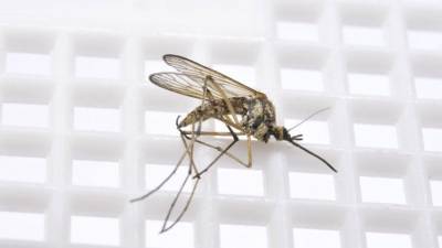 Спасители или губители? Ученые выпускают на волю комаров-мутантов