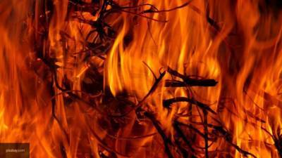Мощный пожар практически уничтожил заповедник "Большой Утриш" под Анапой