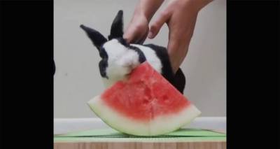 Кролик так поедает арбуз, что юзеры упали от зависти и полезли в холодильники. Видео