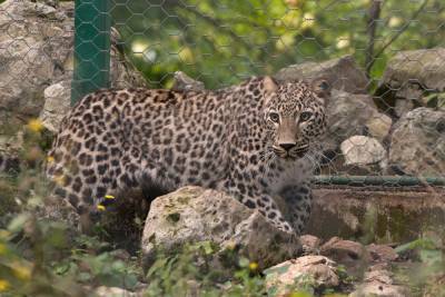 В Северной Осетии выпустили в горы двух молодых леопардов