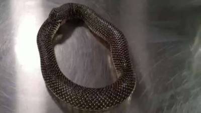 С помощью антисептика можно остановить самопоедание змеи (2 фото + 1 видео)