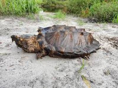 Во Флориде поймали аллигаторовых черепах: фото редких особей