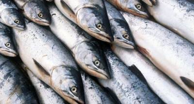 Украина теряет позиции по экспорту рыбы и наращивает импорт