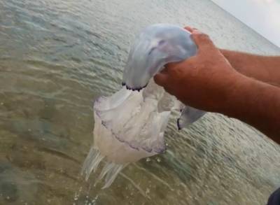 Отдыхающие на Азовском море придумали новое развлечение с медузами