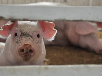 Ученые: свиньи способны обзаводиться новой печенью