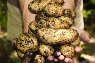 Почему российские крестьяне бунтовали против картофеля