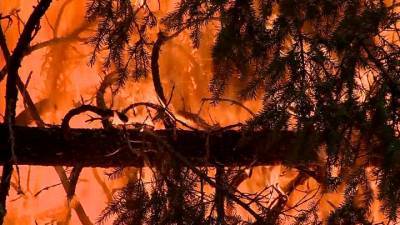Площадь природных пожаров в Калифорнии стремительно растет