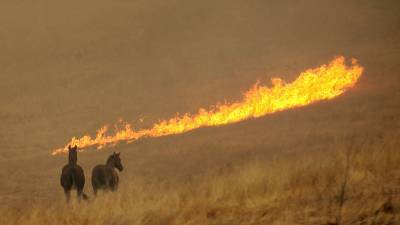Площадь пожаров в Калифорнии выросла до полумиллиона гектаров