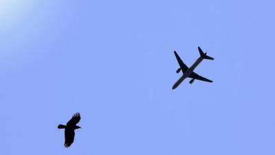 Столкновение с птицей произошло у самолета SCAT, летевшего в Алматы