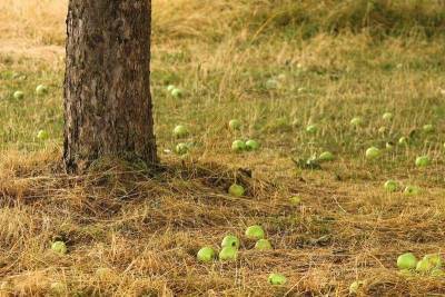 Зачем нужен компост: 7 полезных применений для семян, грядок и деревьев