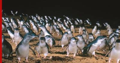 Парад самых маленьких пингвинов в мире сняли на видео