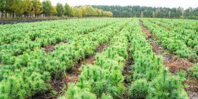 В Орловской области увеличится площадь лесов