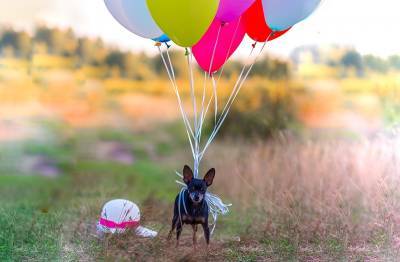 В России создали парашют для собак-десантников