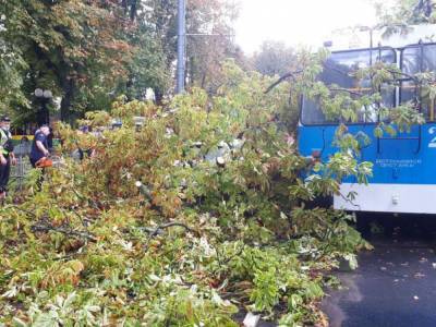 В Виннице прошел мощный ливень, который обрушил дерево на троллейбус с людьми