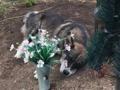 Украинский Хатико: собака скучает по погибшему хозяину и лежит на его могиле