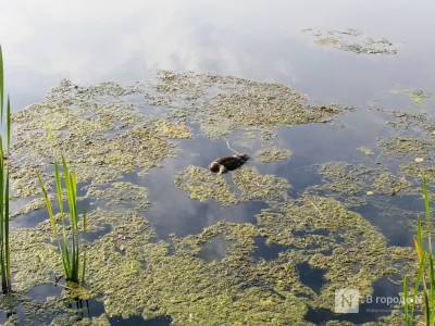 Тела мертвых уток обнаружил нижегородец в озере Щелоковского хутора