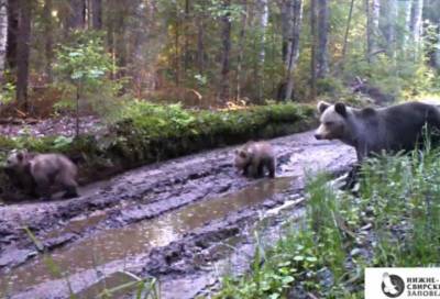 Медвежий патруль: на видео попала прогулка косолапого семейства после дождя в Лодейнопольском районе