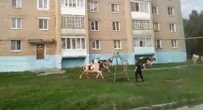 В России стадо коров атаковало город, больше всего досталось полицейским (видео)