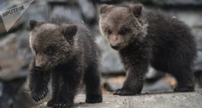 Они ничего не боятся: в Валкском районе грибники встретили двух медвежат