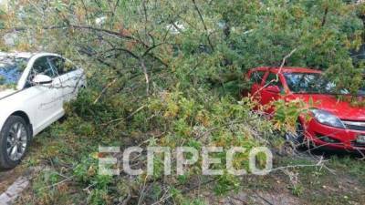 В Киеве из-за непогоды упало дерево, которое повредило три автомобиля на автостоянке