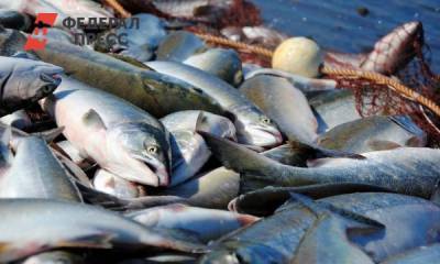 В новосибирской реке Туле массово гибнет рыба