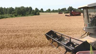 Аграрии Могилёвской области приближаются к намолоту в миллион тонн зерна