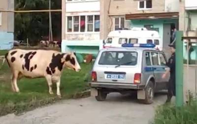 Стадо коров атаковало жилой двор