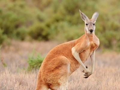 Пусть весь мир подождет: Безмятежный отдых кенгуру взорвал Сеть