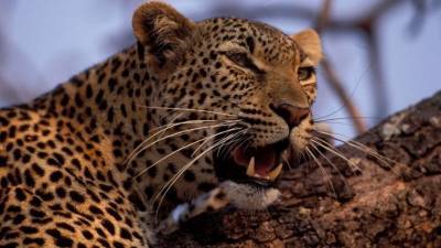 Четверых леопардов выпустили в Северной Осетии и в заповедных лесах Сочи
