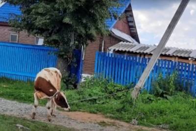 Беспризорный бык устроил погром на чужом участке в Тверской области