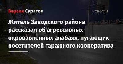 Житель Заводского района рассказал об агрессивных окровавленных алабаях, пугающих посетителей гаражного кооператива