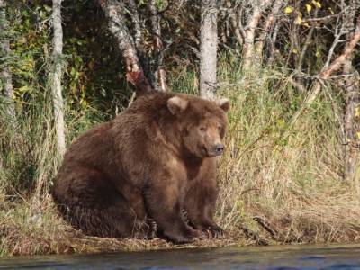 С трудом передвигается: На Аляске нашли одного из самых толстых медведей в мире