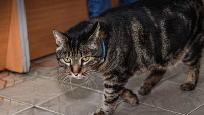 Бешеная кошка "посадила" село в Черноморском районе на карантин