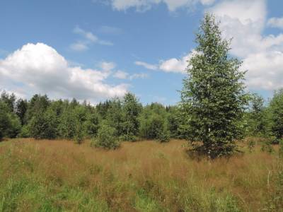 В Молоковском районе Тверской области почти 300 га сельхозземель заросли лесом