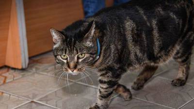 Бешеная кошка “посадила” село в Черноморском районе на карантин