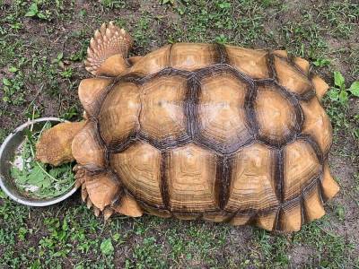 «Голодная и крайне изможденная»: сбежавшая от хозяев огромная черепаха вернулась домой через 2,5 месяца
