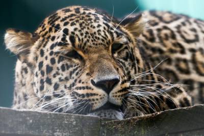 Следующий выпуск леопардов в Северной Осетии состоится в 2022 году