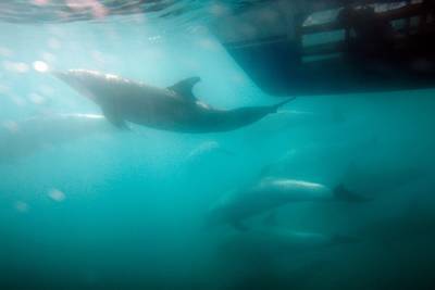 На берегу острова нашли 17 трупов дельфинов